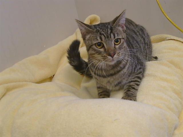 Adoptable Cat