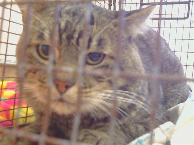 Adoptable Cat