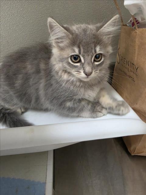 Adoptable Cat