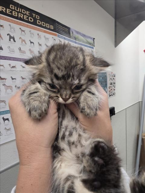 Adoptable Cat