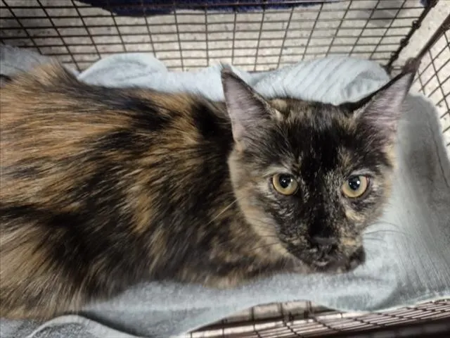 Marmalade