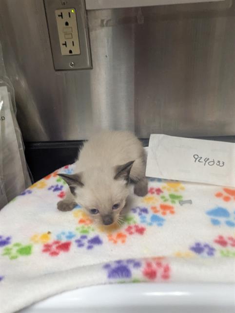Adoptable Cat