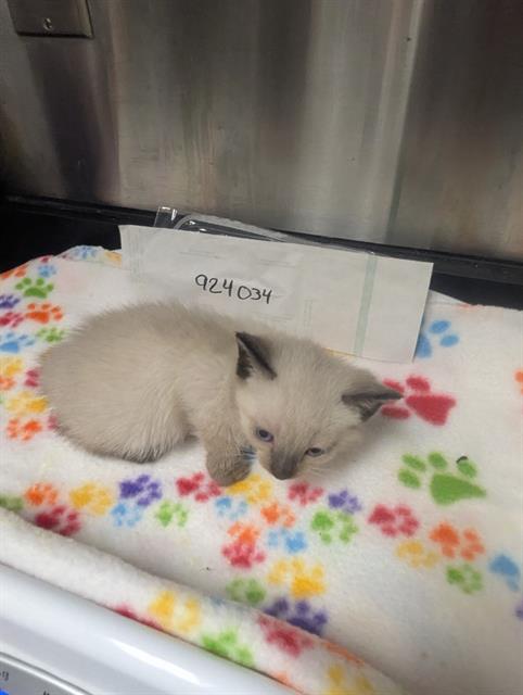 Adoptable Cat