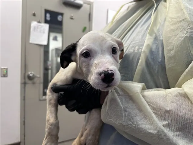 Adoptable Dog