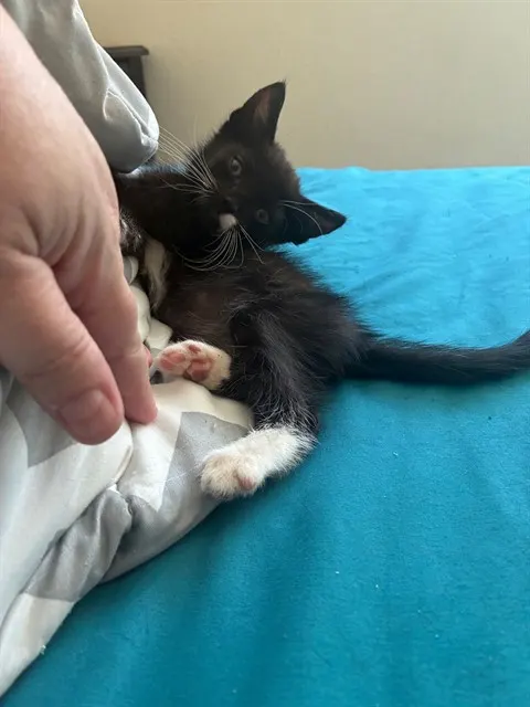 Gerber