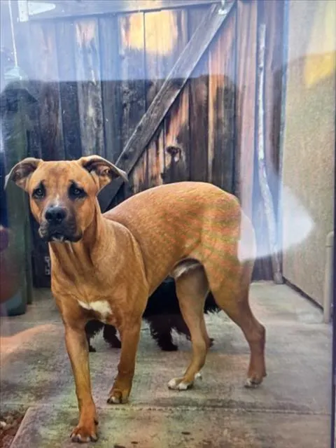 Adoptable Dog