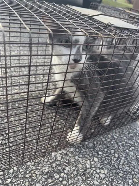 Adoptable Cat