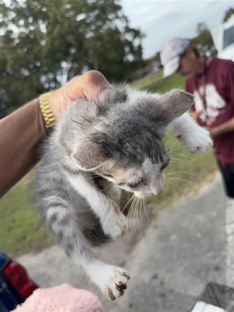 Adoptable Cat