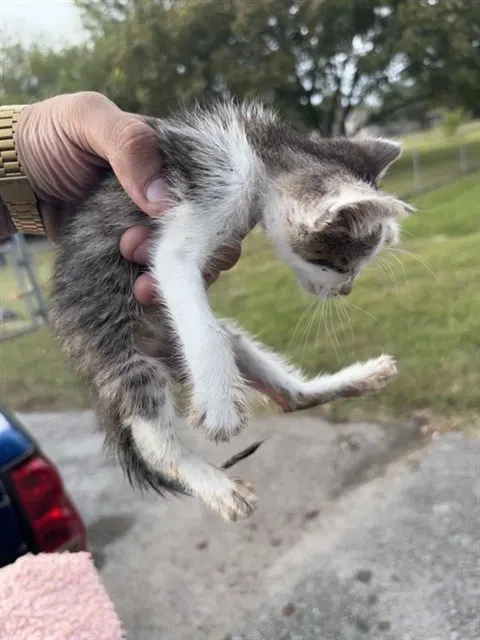 Adoptable Cat