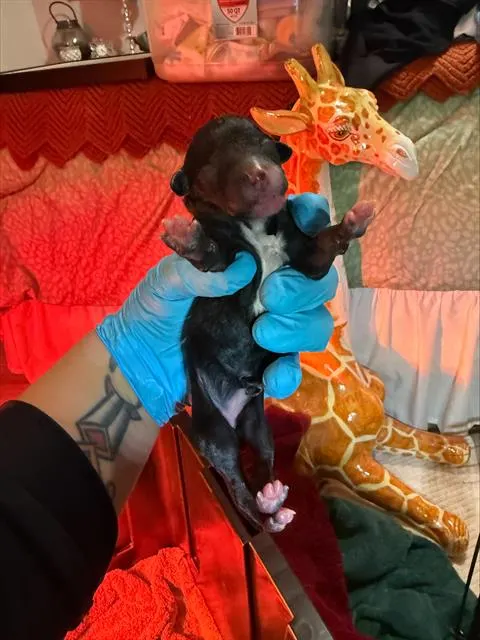 Sheila