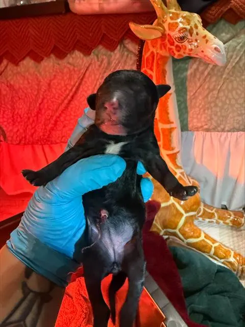 Leila