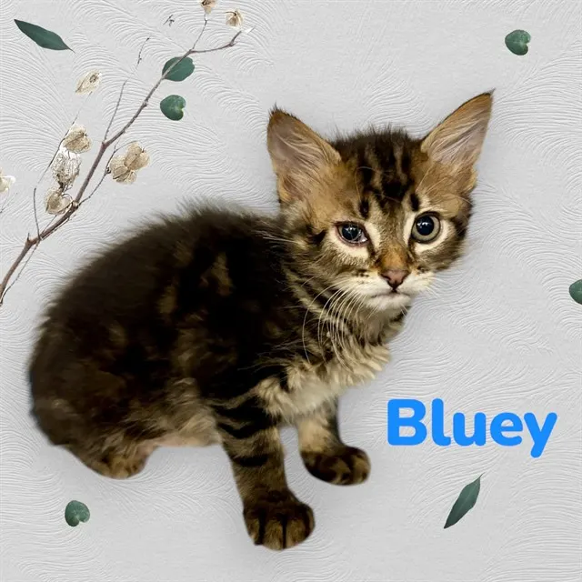 *Bluey