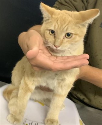 Adoptable Cat
