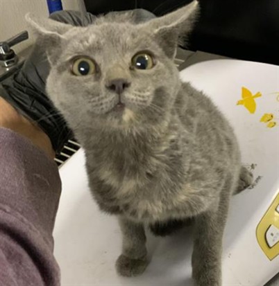 Adoptable Cat