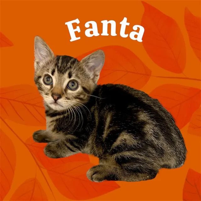 *Fanta