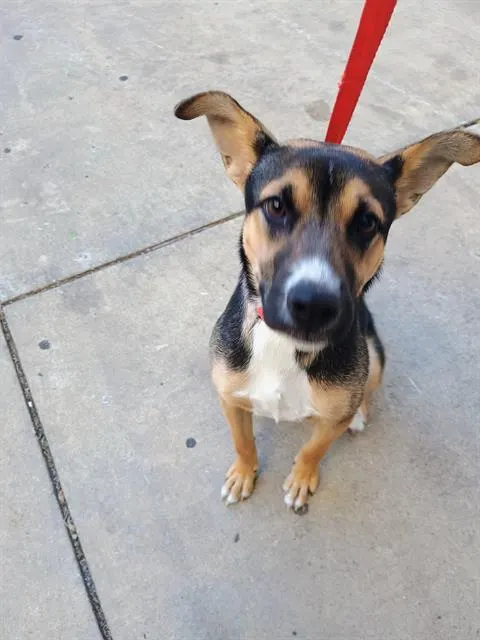 Adoptable Dog