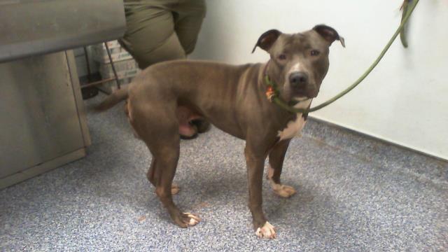 Adoptable Dog