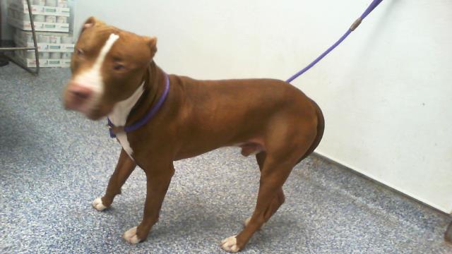 Adoptable Dog