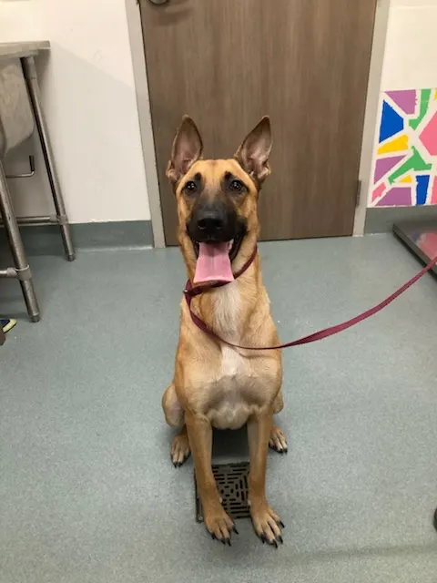 Koda