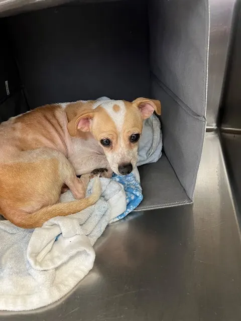 Adoptable Dog
