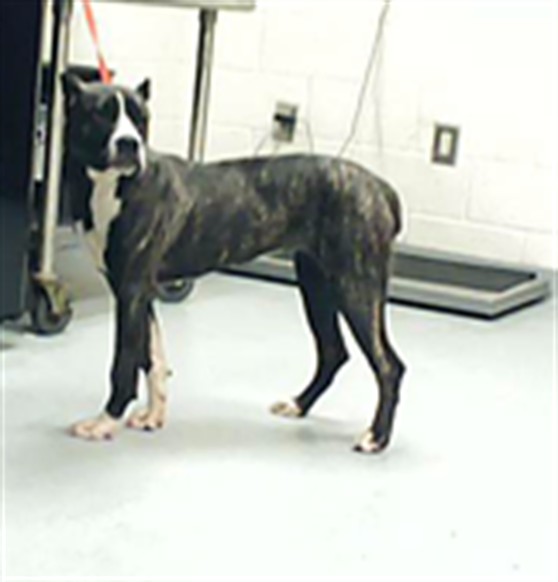 Adoptable Dog
