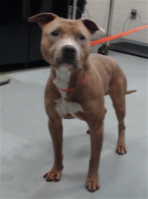 Adoptable Dog