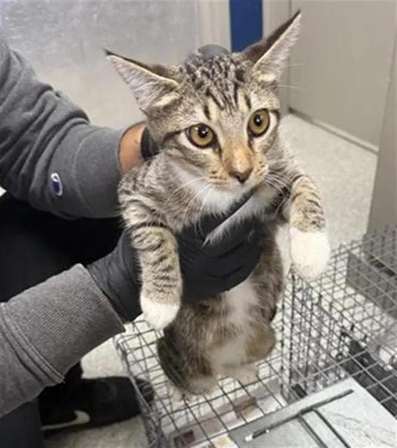 Adoptable Cat