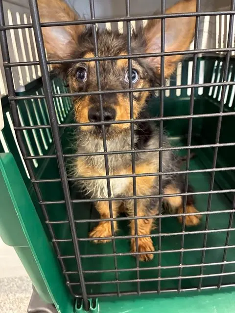 Adoptable Dog