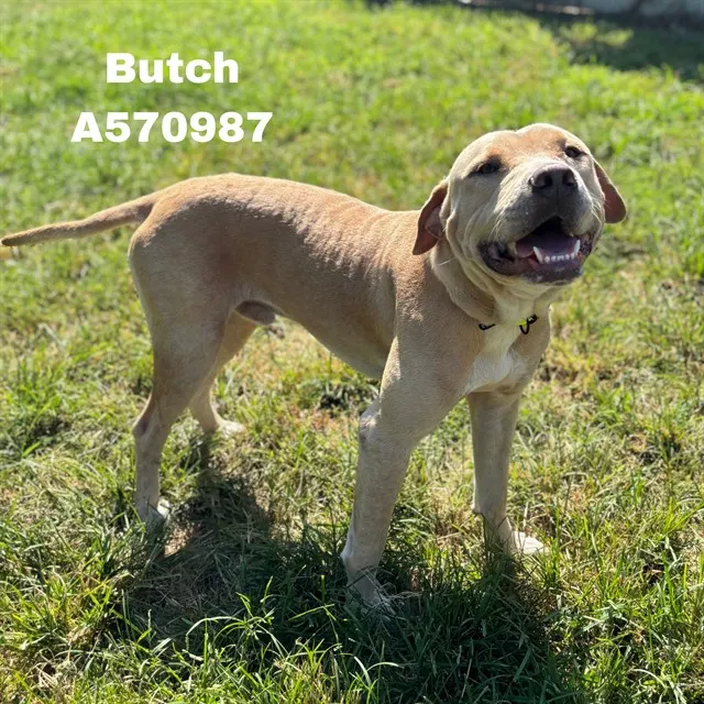 Butch