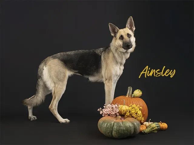 Ainsley