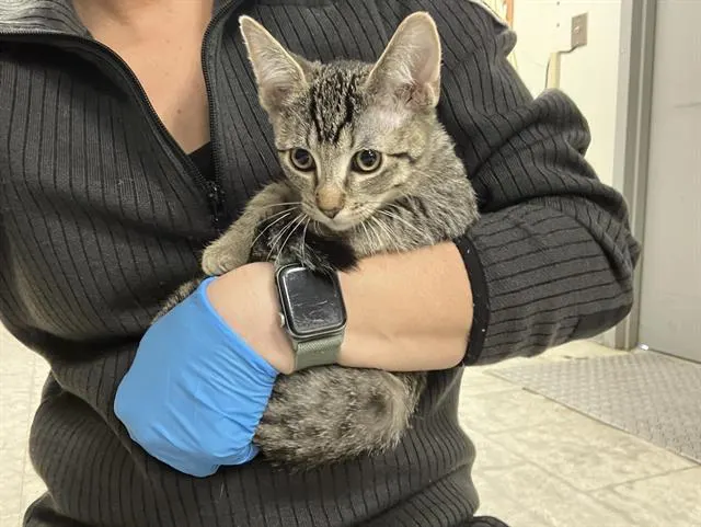 Doc