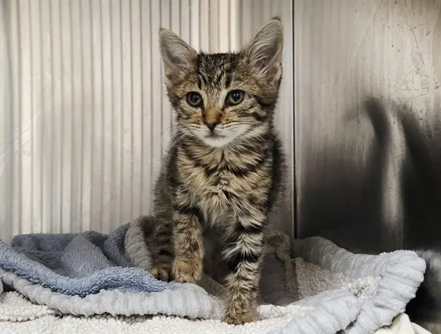 Adoptable Cat
