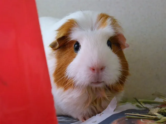 Mabel