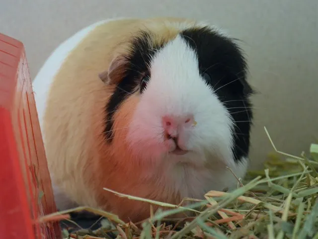 Heidi