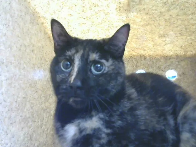 Miss Priss