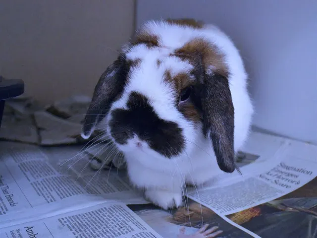 Ella