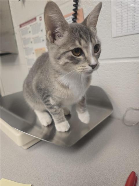 Adoptable Cat