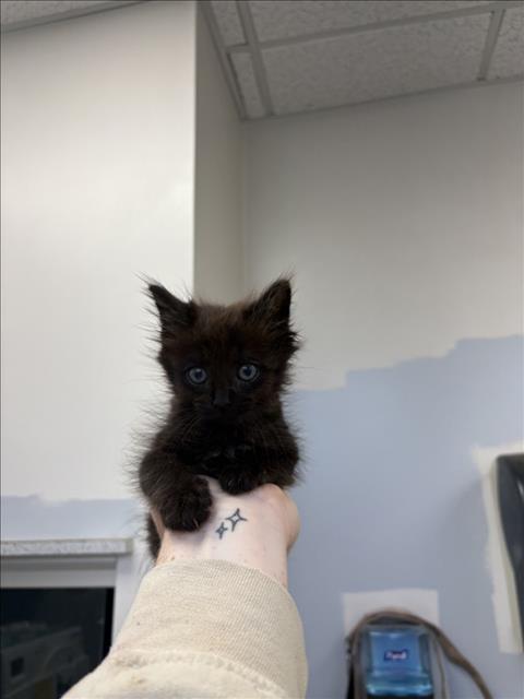 Adoptable Cat