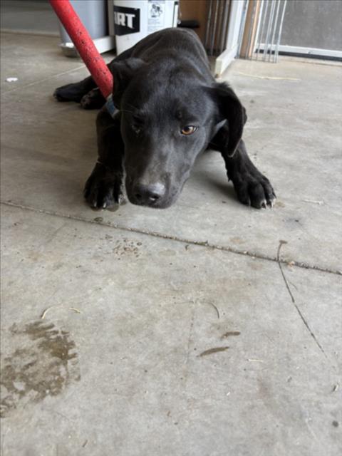 Adoptable Dog