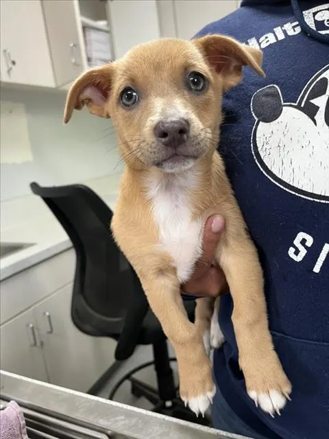 Adoptable Dog