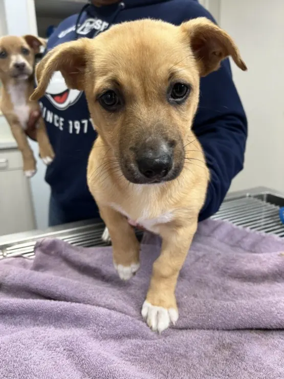 Adoptable Dog