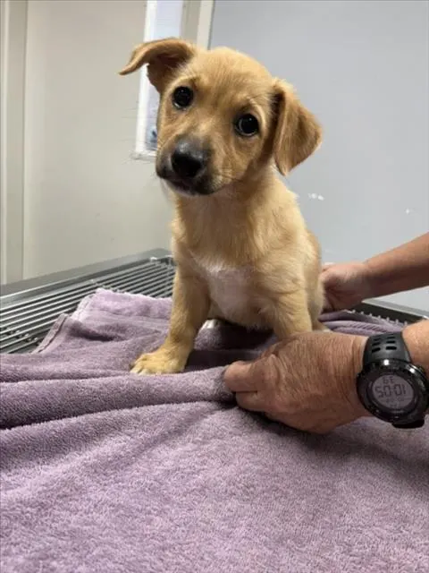 Adoptable Dog