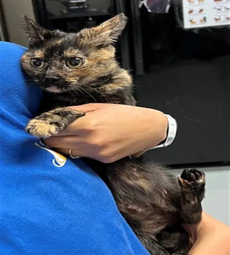 Adoptable Cat