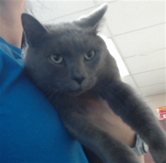 Adoptable Cat