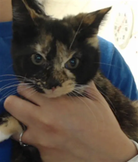 Adoptable Cat