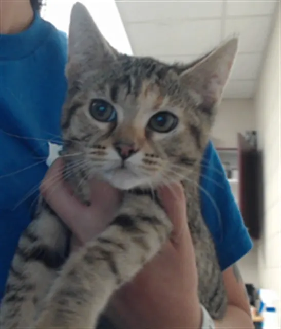 Adoptable Cat