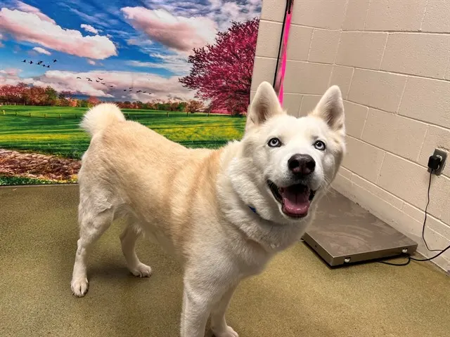 Adoptable Dog
