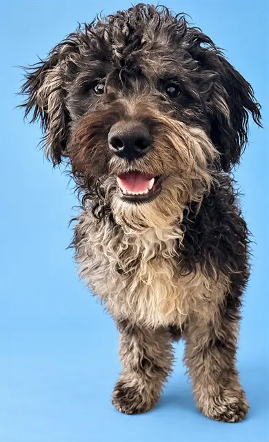 Meeko