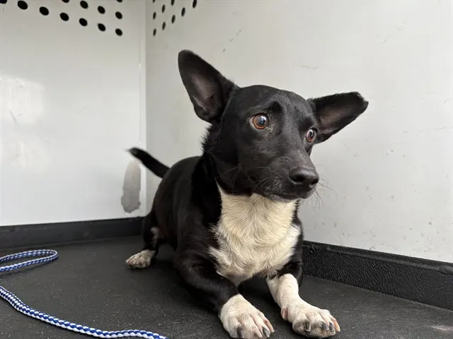 Adoptable Dog