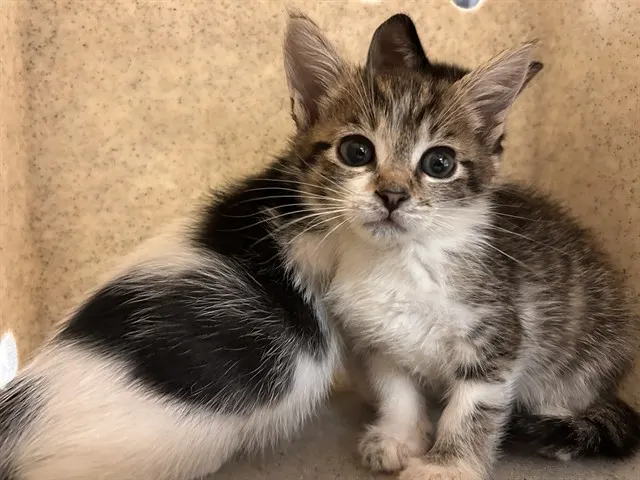 Petunia